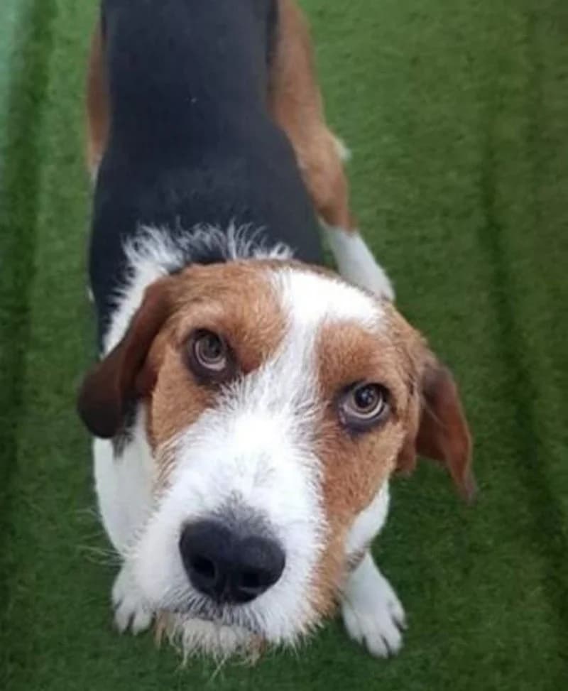 BARRY II, male young Mixed Breed for adoption at Stichting NKM Dog & Cat Rescue Team, Tiel (NL-wide)