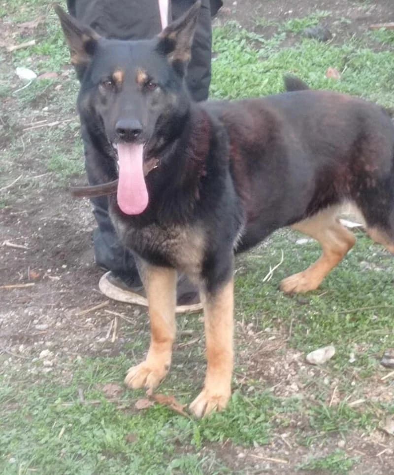 BEA, female 3yo Mixed Breed for adoption at Stichting NKM Dog & Cat Rescue Team, Tiel (NL-wide)