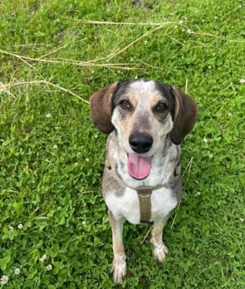 BEBKA, female 3yo Mixed Breed for adoption at Stichting NKM Dog & Cat Rescue Team, Tiel (NL-wide)