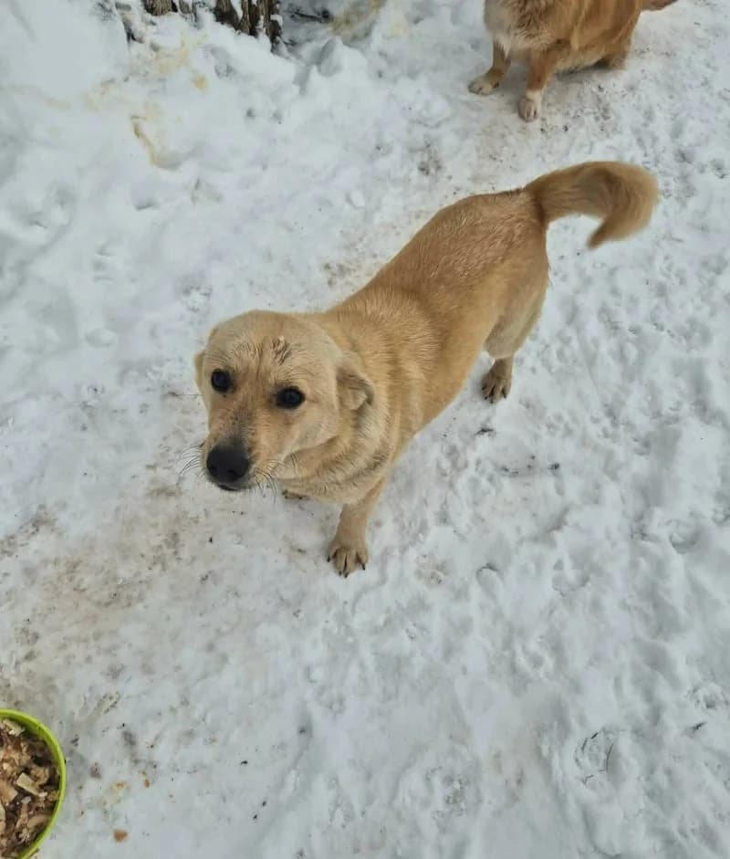 BELLA II, female young Mixed Breed for adoption at Stichting NKM Dog & Cat Rescue Team, Tiel (NL-wide)