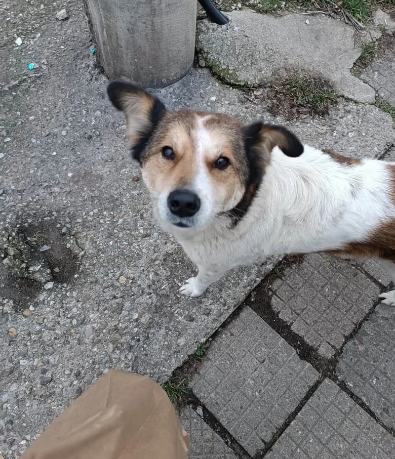 DAGNI, female 7yo Mixed Breed for adoption at Stichting NKM Dog & Cat Rescue Team, Tiel (NL-wide)
