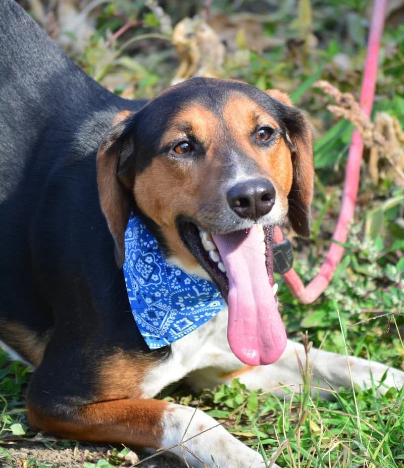 BENNY, male young Mixed Breed for adoption at Stichting NKM Dog & Cat Rescue Team, Tiel (NL-wide)
