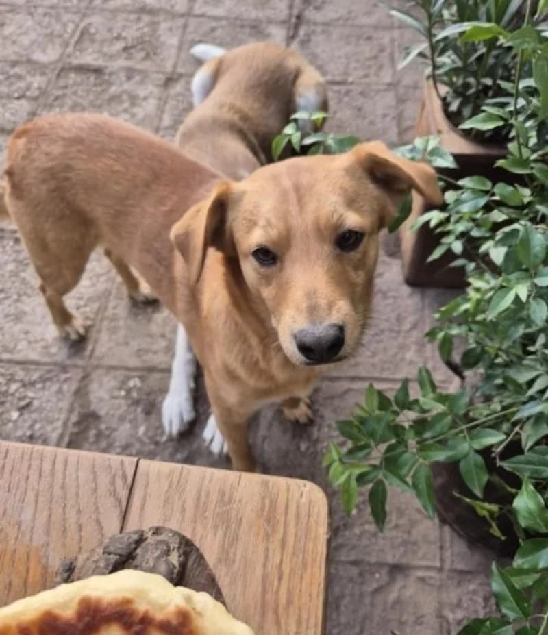 BOBBY, male young Mixed Breed for adoption at Stichting NKM Dog & Cat Rescue Team, Tiel (NL-wide)