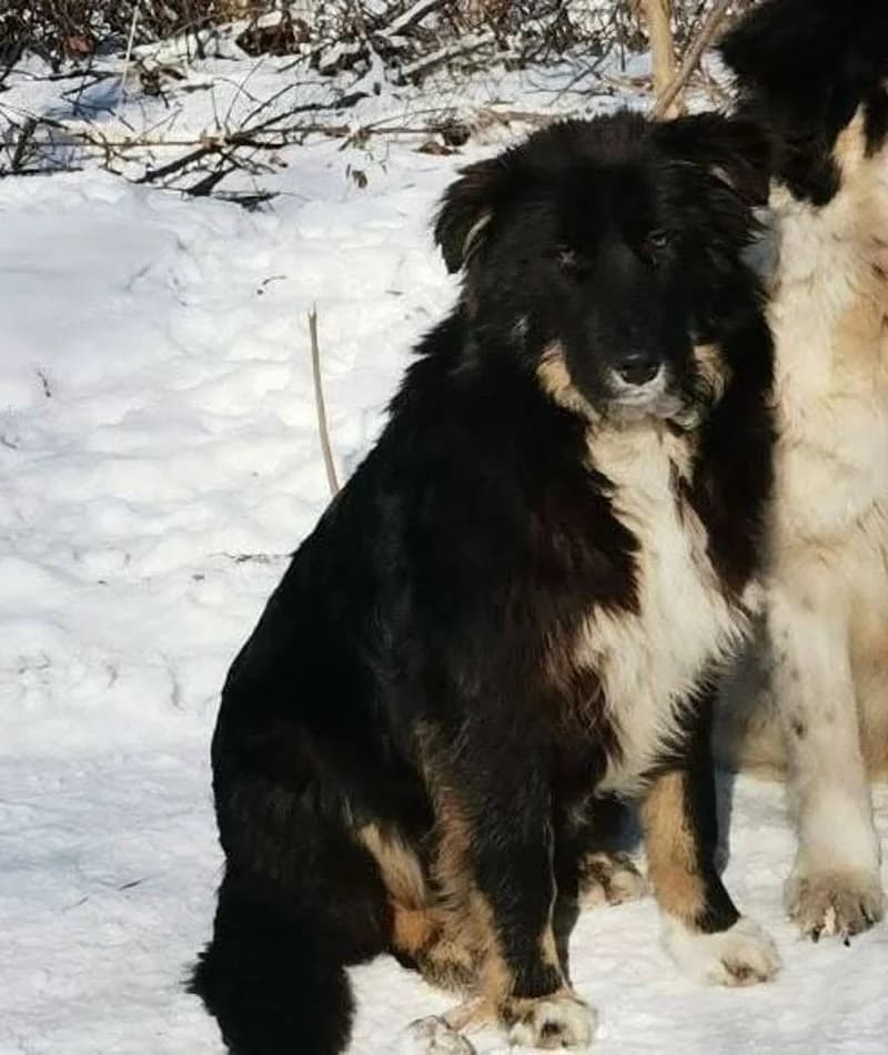 BOBBI I, male 4yo Mixed Breed for adoption at Stichting NKM Dog & Cat Rescue Team, Tiel (NL-wide)
