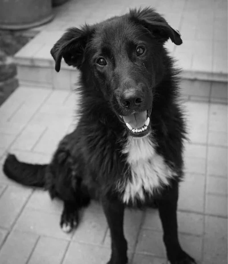 TOMY, male young Mixed Breed for adoption at Stichting NKM Dog & Cat Rescue Team, Tiel (NL-wide)