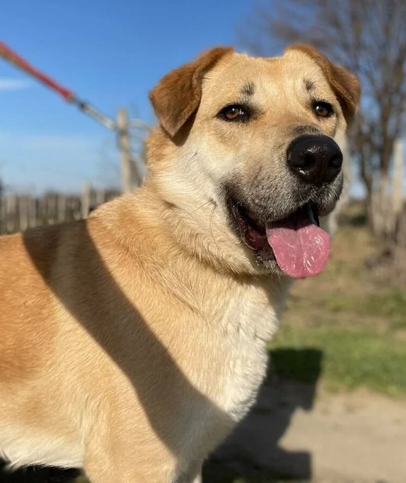 BORKO, male 6yo Mixed Breed for adoption at Stichting NKM Dog & Cat Rescue Team, Tiel (NL-wide)