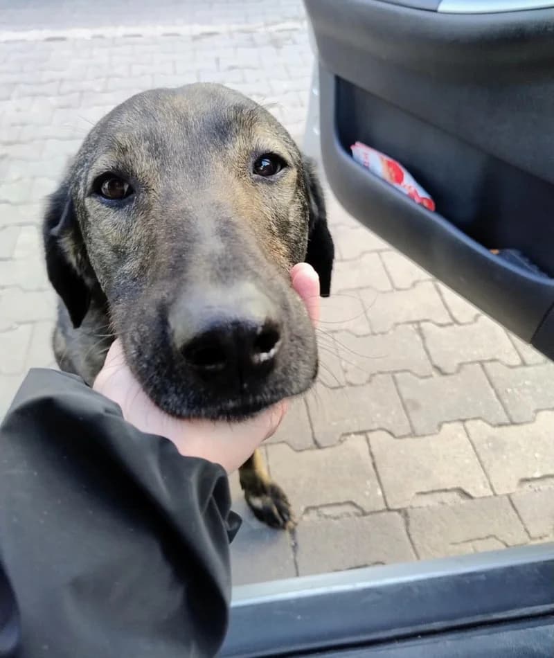 BUDDY, male 4yo Mixed Breed for adoption at Stichting NKM Dog & Cat Rescue Team, Tiel (NL-wide)