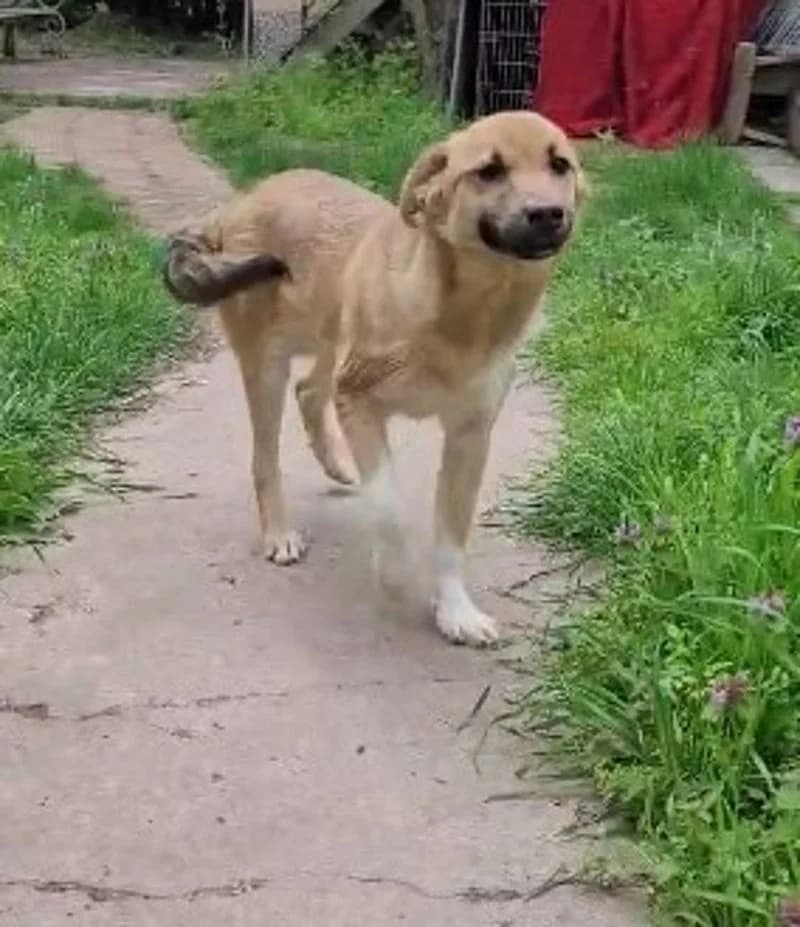 CHANCE, male puppy Mixed Breed for adoption at Stichting NKM Dog & Cat Rescue Team, Tiel (NL-wide)