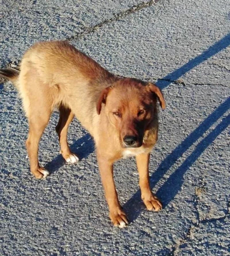 CHOCO, female 7yo Mixed Breed for adoption at Stichting NKM Dog & Cat Rescue Team, Tiel (NL-wide)