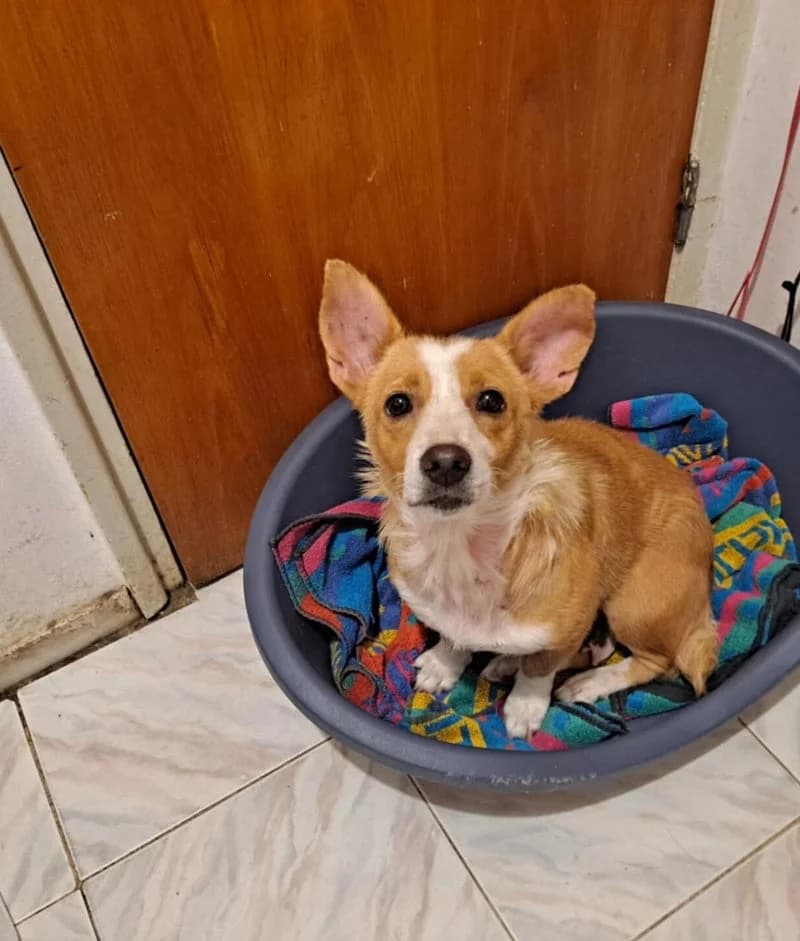 CINDY, female senior Mixed Breed for adoption at Stichting NKM Dog & Cat Rescue Team, Tiel (NL-wide)