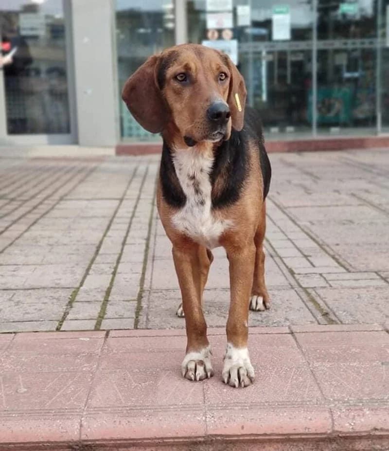 COOPER, male senior Mixed Breed for adoption at Stichting NKM Dog & Cat Rescue Team, Tiel (NL-wide)