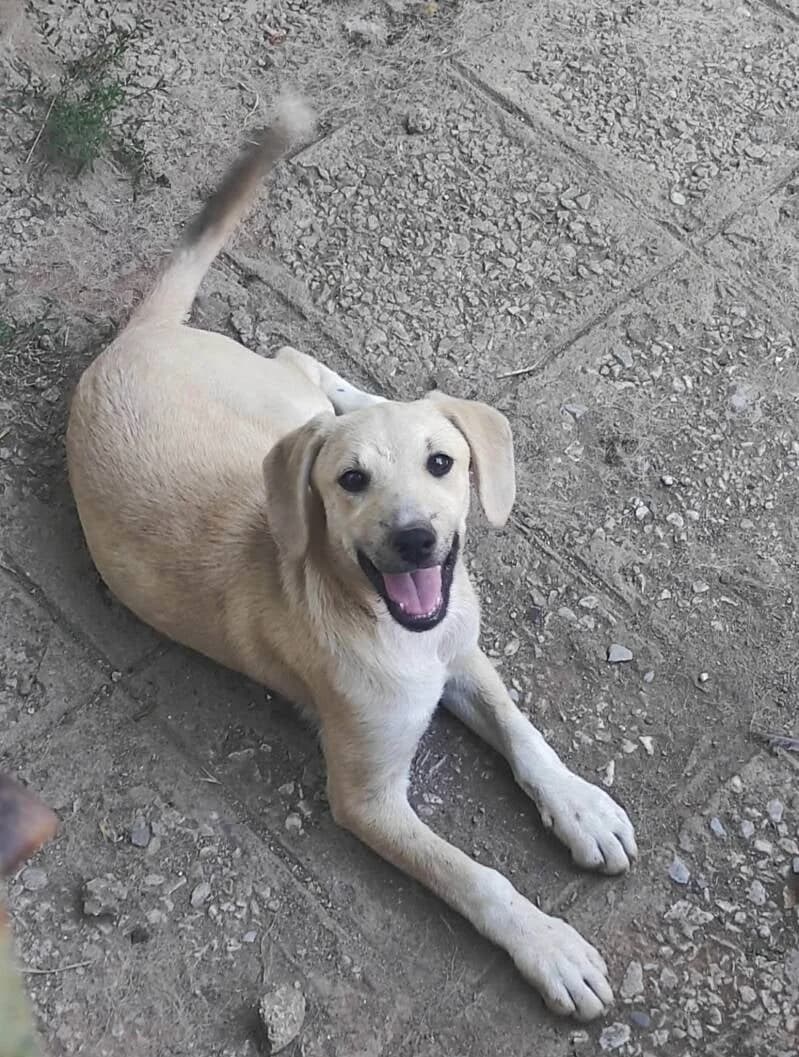 DAICY, female puppy Mixed Breed for adoption at Stichting NKM Dog & Cat Rescue Team, Tiel (NL-wide)