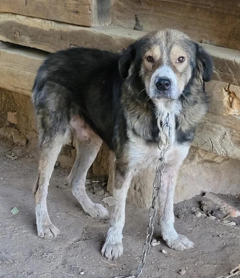 DALLAS, male 4yo Mixed Breed for adoption at Stichting NKM Dog & Cat Rescue Team, Tiel (NL-wide)