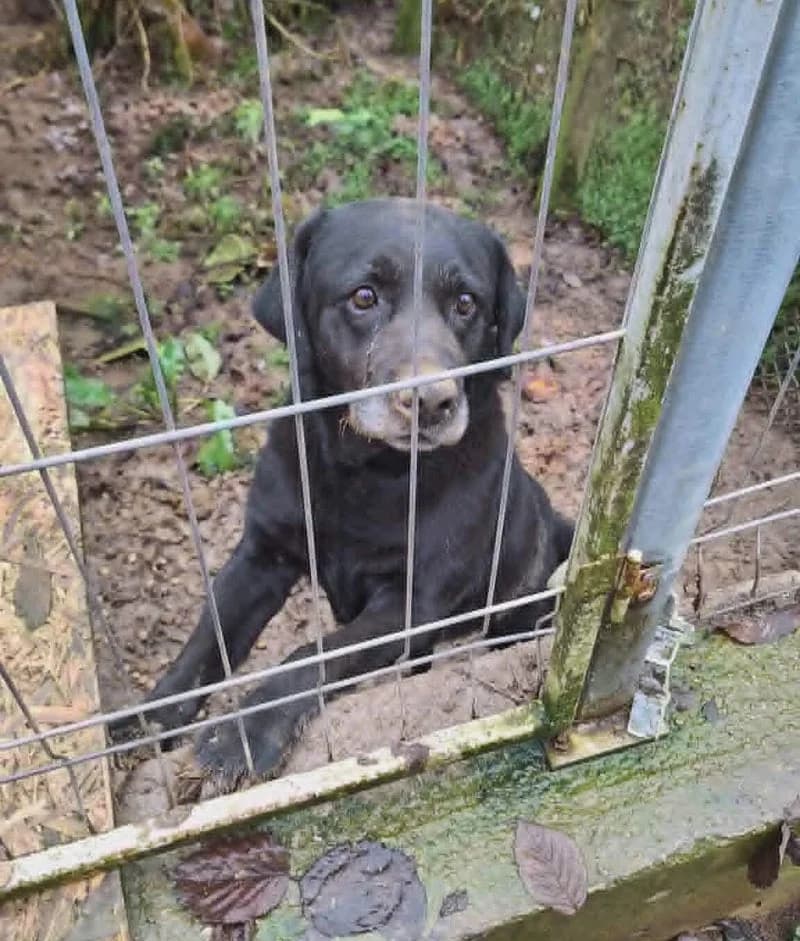 DARA URGENT, female 7yo Mixed Breed for adoption at Stichting NKM Dog & Cat Rescue Team, Tiel (NL-wide)