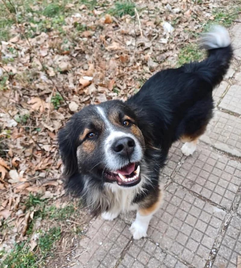 DEX, male young Mixed Breed for adoption at Stichting NKM Dog & Cat Rescue Team, Tiel (NL-wide)