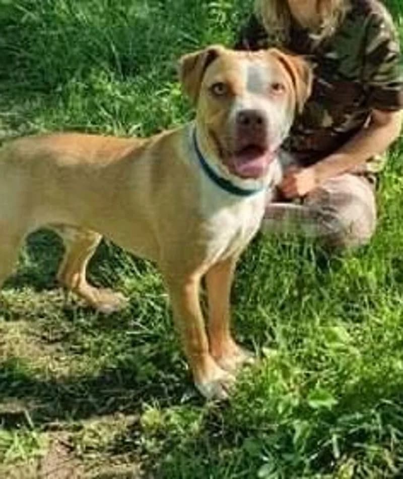 DIESEL, male 4yo Mixed Breed for adoption at Stichting NKM Dog & Cat Rescue Team, Tiel (NL-wide)
