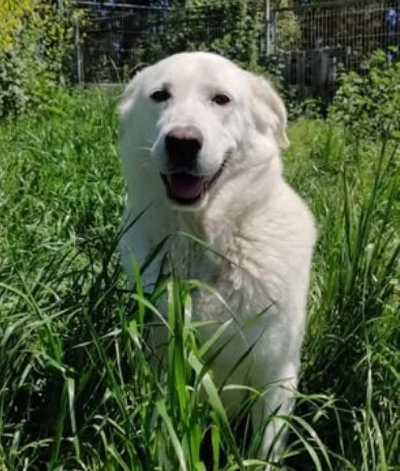DORINDA, female senior Mixed Breed for adoption at Stichting NKM Dog & Cat Rescue Team, Tiel (NL-wide)