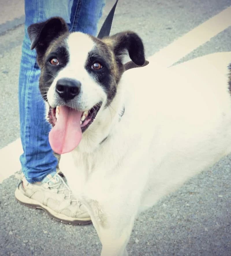 DUDU, male 4yo Mixed Breed for adoption at Stichting NKM Dog & Cat Rescue Team, Tiel (NL-wide)