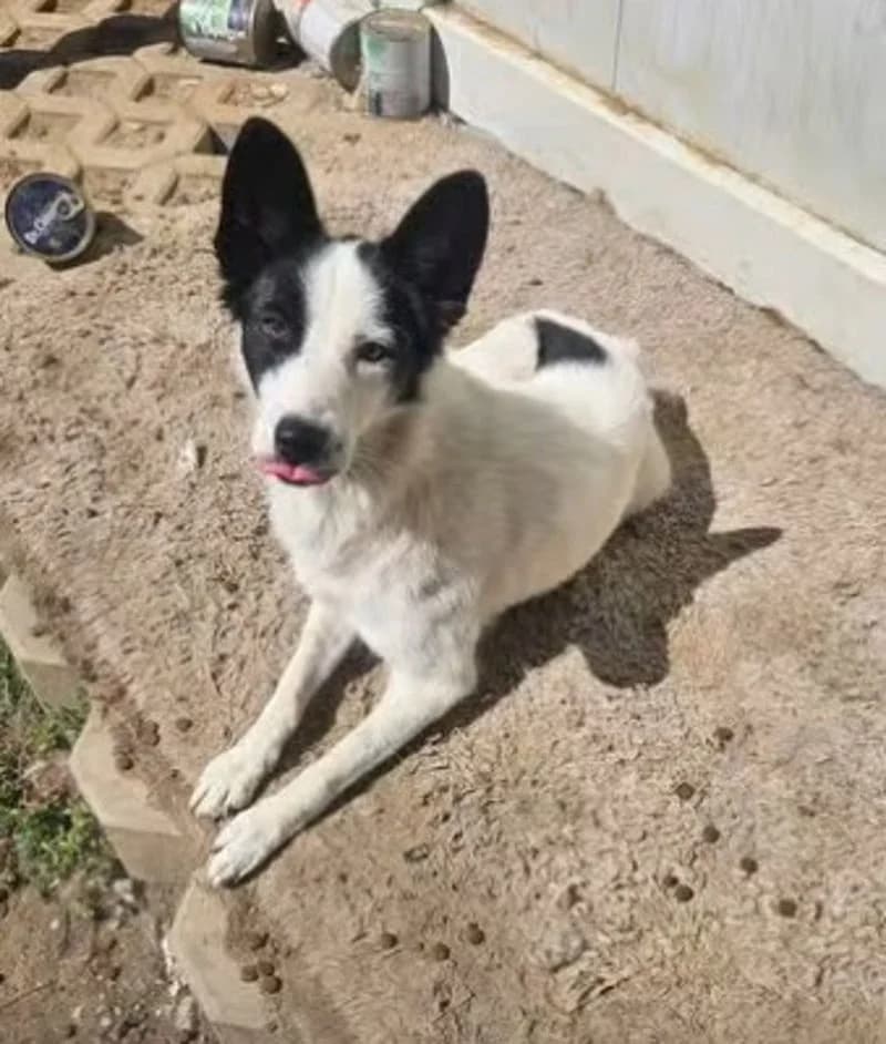 ELLIE, female young Mixed Breed for adoption at Stichting NKM Dog & Cat Rescue Team, Tiel (NL-wide)