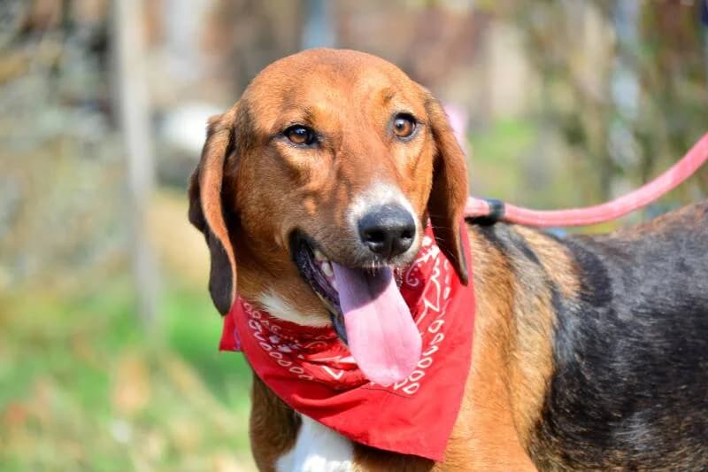 FINYA, female 3yo Mixed Breed for adoption at Stichting NKM Dog & Cat Rescue Team, Tiel (NL-wide)