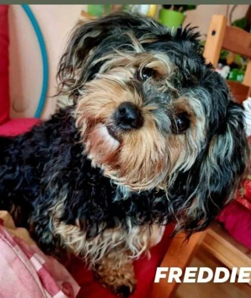 FREDDIE, male 5yo Mixed Breed for adoption at Stichting NKM Dog & Cat Rescue Team, Tiel (NL-wide)