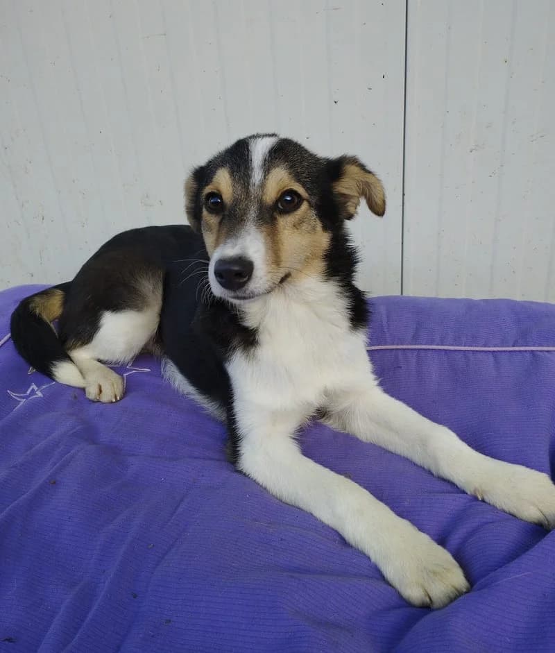 GINGER, female young Mixed Breed for adoption at Stichting NKM Dog & Cat Rescue Team, Tiel (NL-wide)