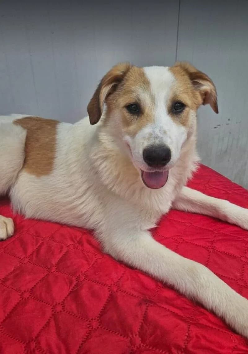 IRIS, female young Mixed Breed for adoption at Stichting NKM Dog & Cat Rescue Team, Tiel (NL-wide)