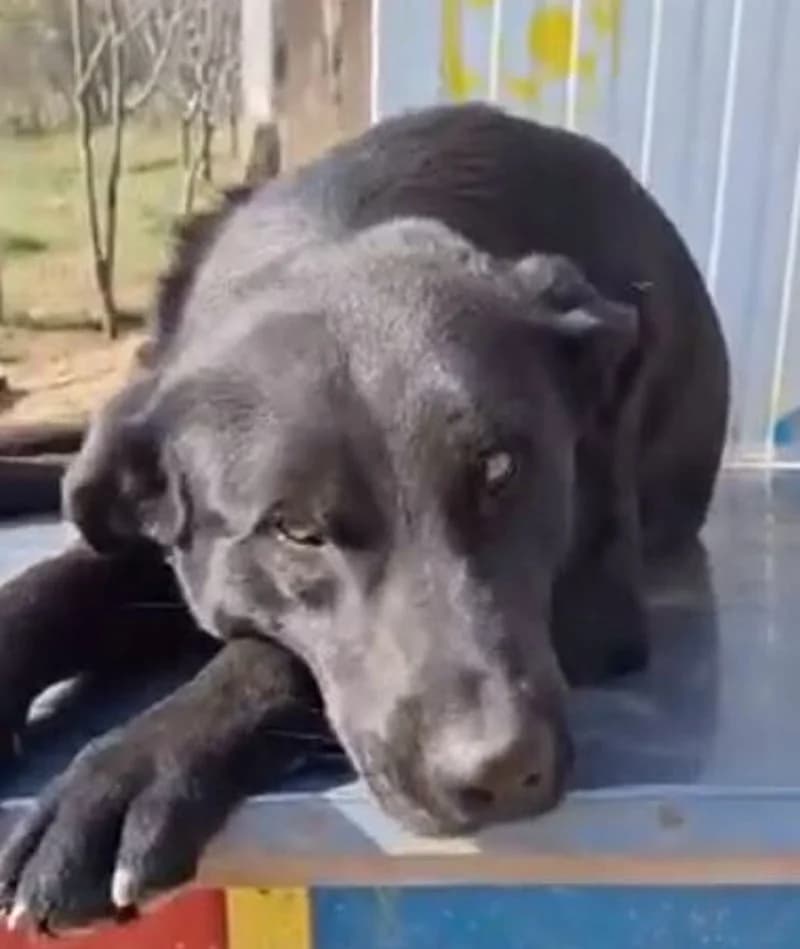 JACOB, male 3yo Mixed Breed for adoption at Stichting NKM Dog & Cat Rescue Team, Tiel (NL-wide)