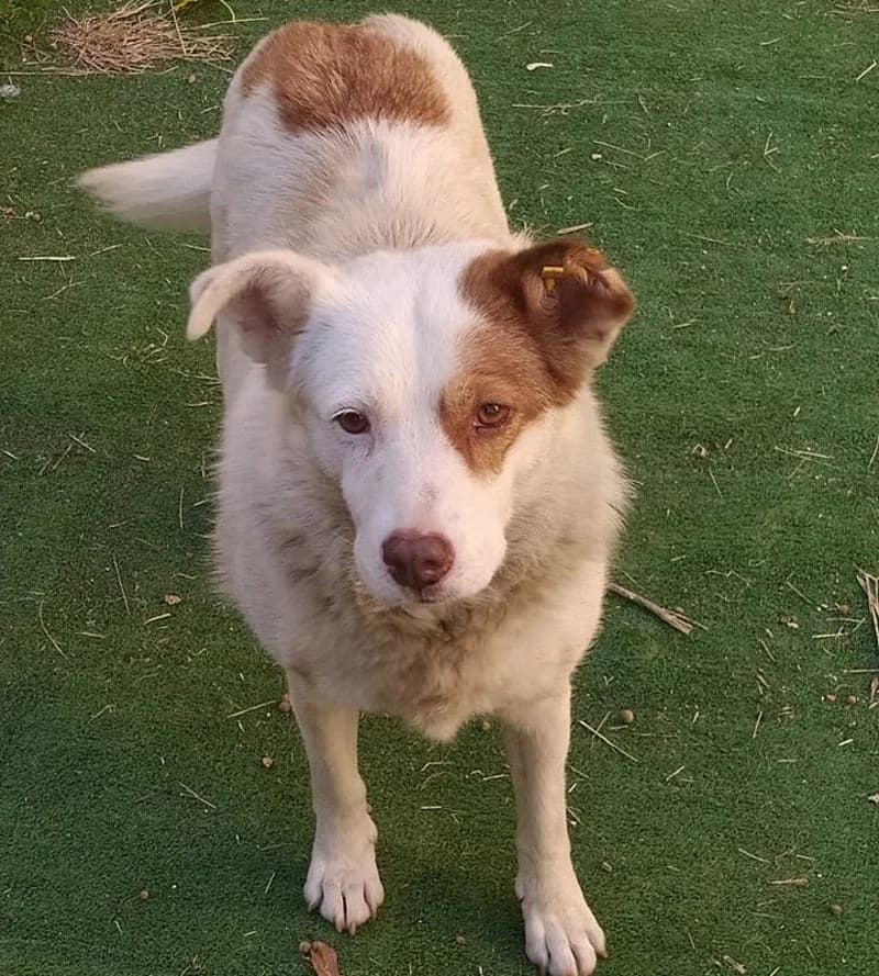 JESSIE, beige female senior Mixed Breed for adoption at Stichting NKM Dog & Cat Rescue Team, Tiel (NL-wide)