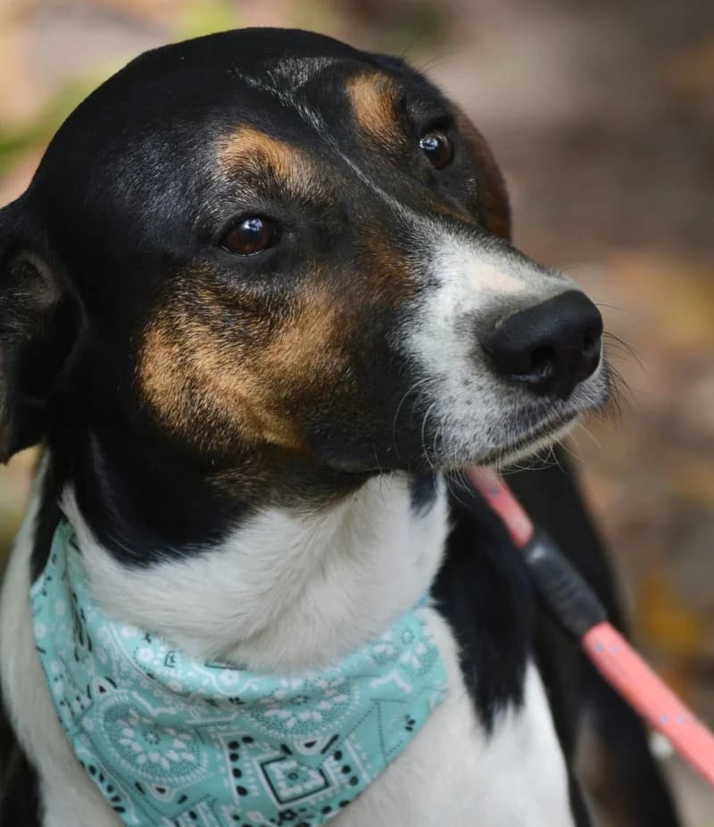 JOE, male young Mixed Breed for adoption at Stichting NKM Dog & Cat Rescue Team, Tiel (NL-wide)