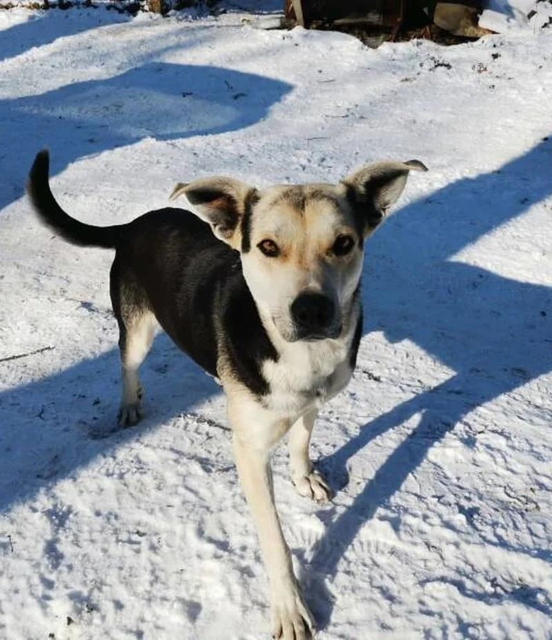TOMY, male 4yo Mixed Breed for adoption at Stichting NKM Dog & Cat Rescue Team, Tiel (NL-wide)