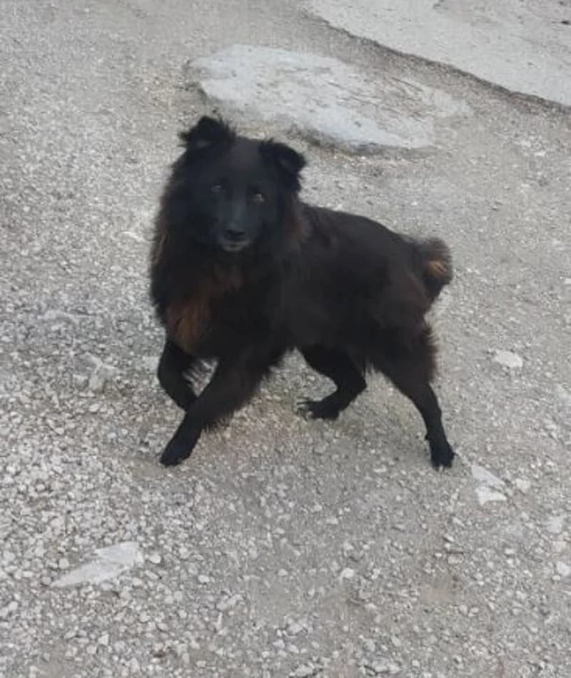 JOEY, male 5yo Mixed Breed for adoption at Stichting NKM Dog & Cat Rescue Team, Tiel (NL-wide)