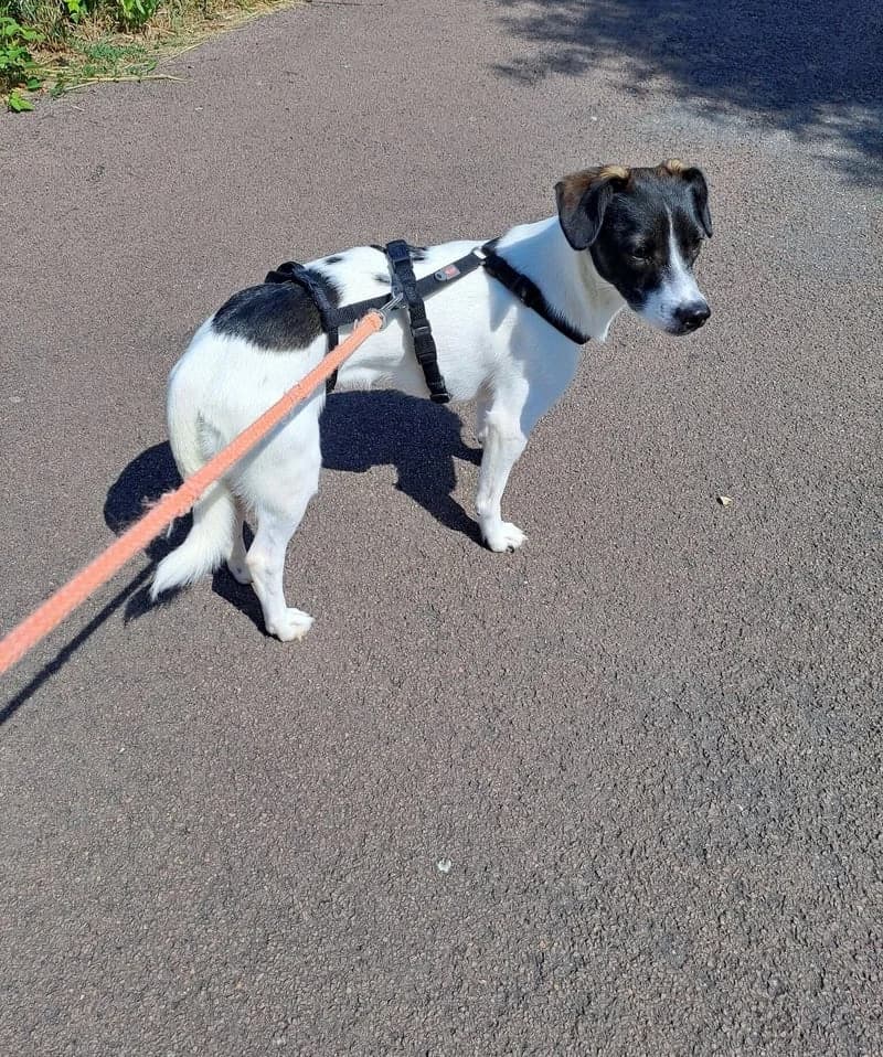 JULIE, female young Mixed Breed for adoption at Stichting NKM Dog & Cat Rescue Team, Tiel (NL-wide)