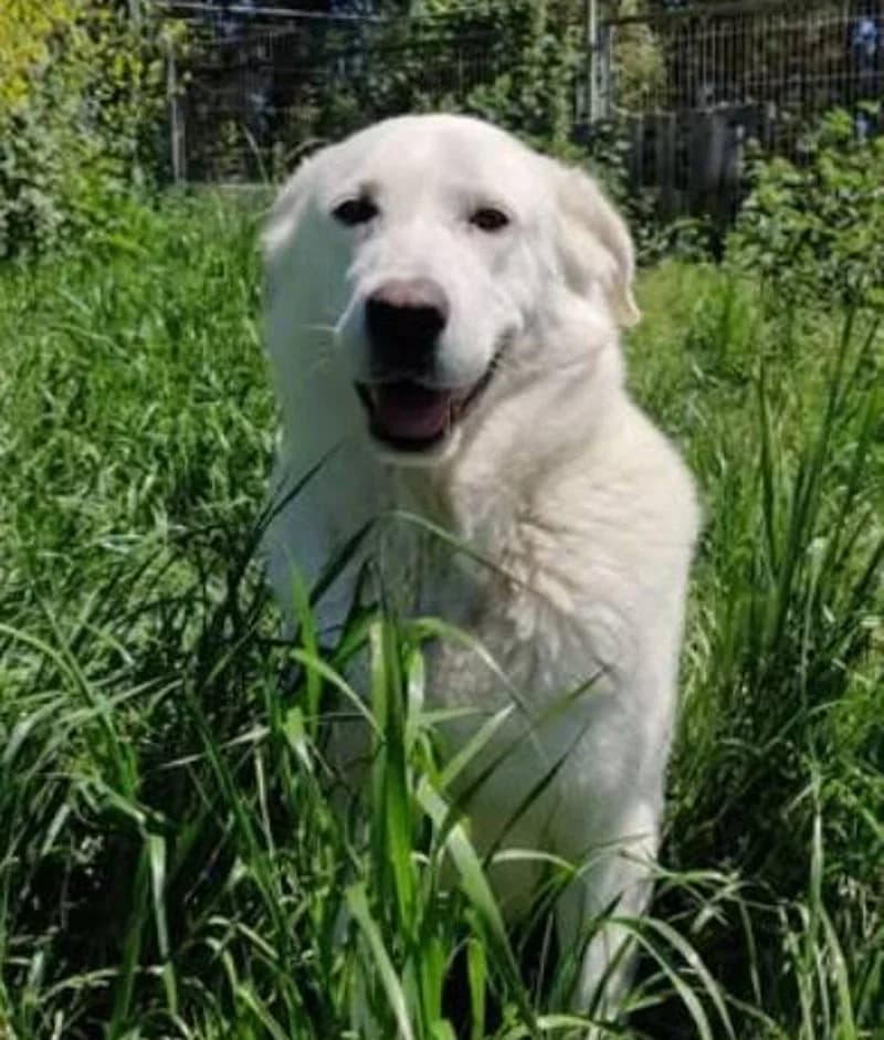 DORINDA, female Mixed Breed for adoption at Stichting NKM Dog & Cat Rescue Team, Tiel (NL-wide)