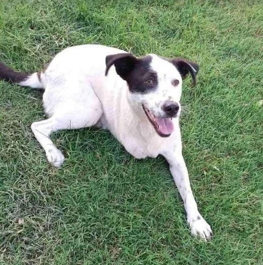 KIKA, female 6yo Mixed Breed for adoption at Stichting NKM Dog & Cat Rescue Team, Tiel (NL-wide)