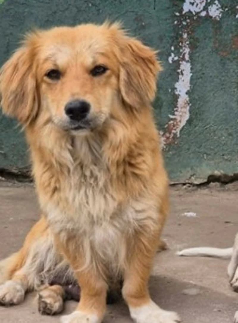 LEYA, beige female young Mixed Breed for adoption at Stichting NKM Dog & Cat Rescue Team, Tiel (NL-wide)