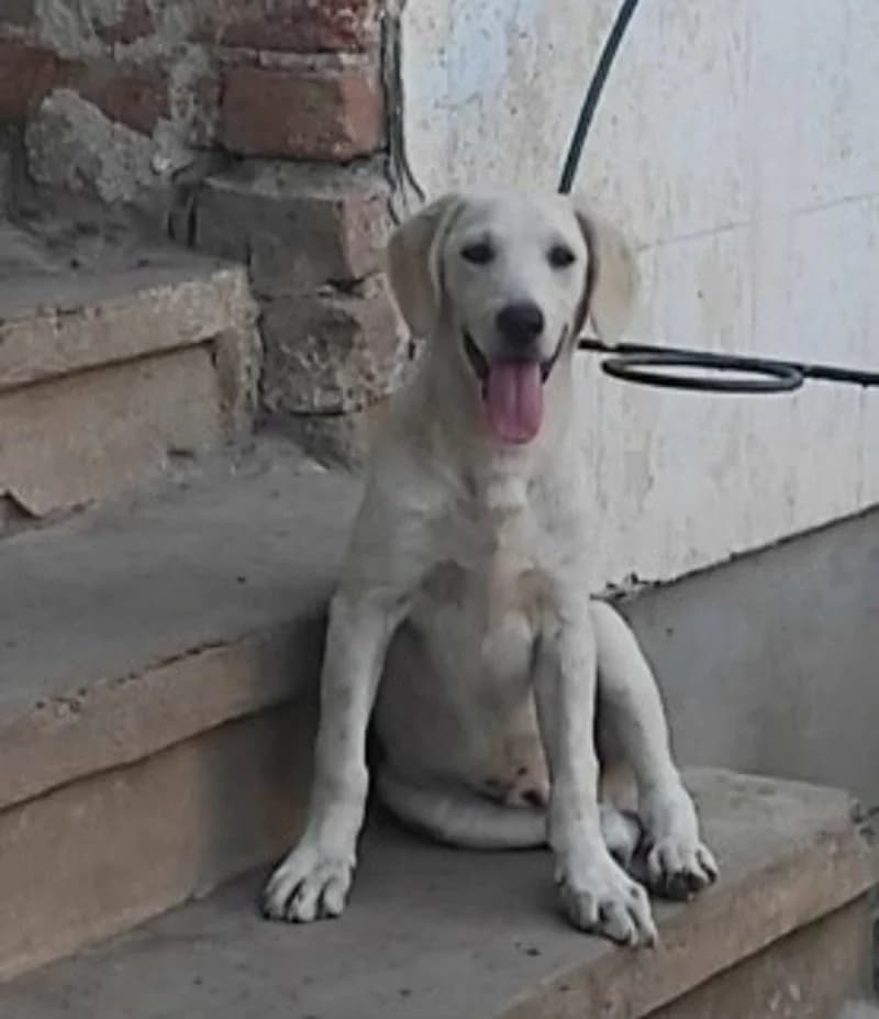 LIUBCHO, male puppy Mixed Breed for adoption at Stichting NKM Dog & Cat Rescue Team, Tiel (NL-wide)