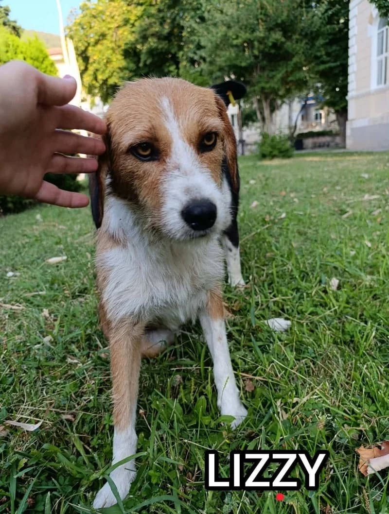 LIZZIE, female Mixed Breed for adoption at Stichting NKM Dog & Cat Rescue Team, Tiel (NL-wide)