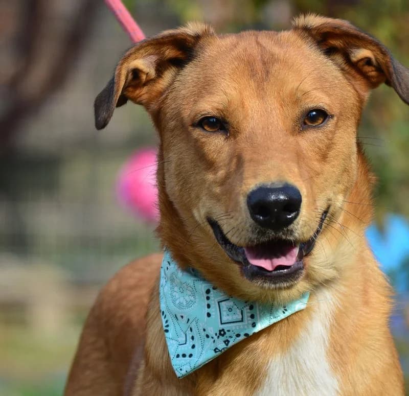 Malik (Buddy), male young Mixed Breed for adoption at Stichting NKM Dog & Cat Rescue Team, Tiel (NL-wide)