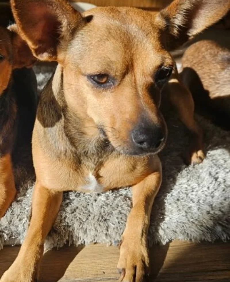 MAMMA FOX, female young Mixed Breed for adoption at Stichting NKM Dog & Cat Rescue Team, Tiel (NL-wide)