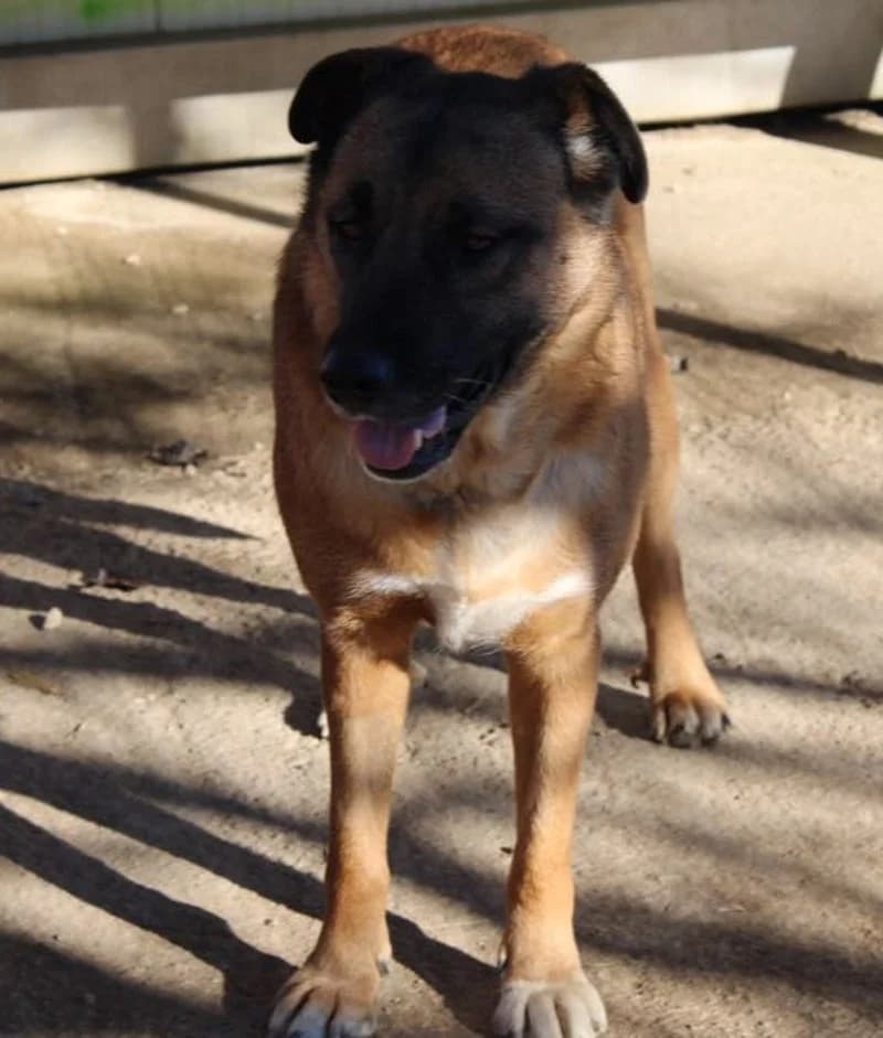 MARINA, female 6yo Mixed Breed for adoption at Stichting NKM Dog & Cat Rescue Team, Tiel (NL-wide)