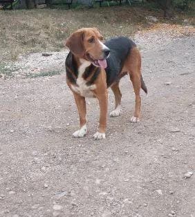 MARRY, female 5yo Mixed Breed for adoption at Stichting NKM Dog & Cat Rescue Team, Tiel (NL-wide)