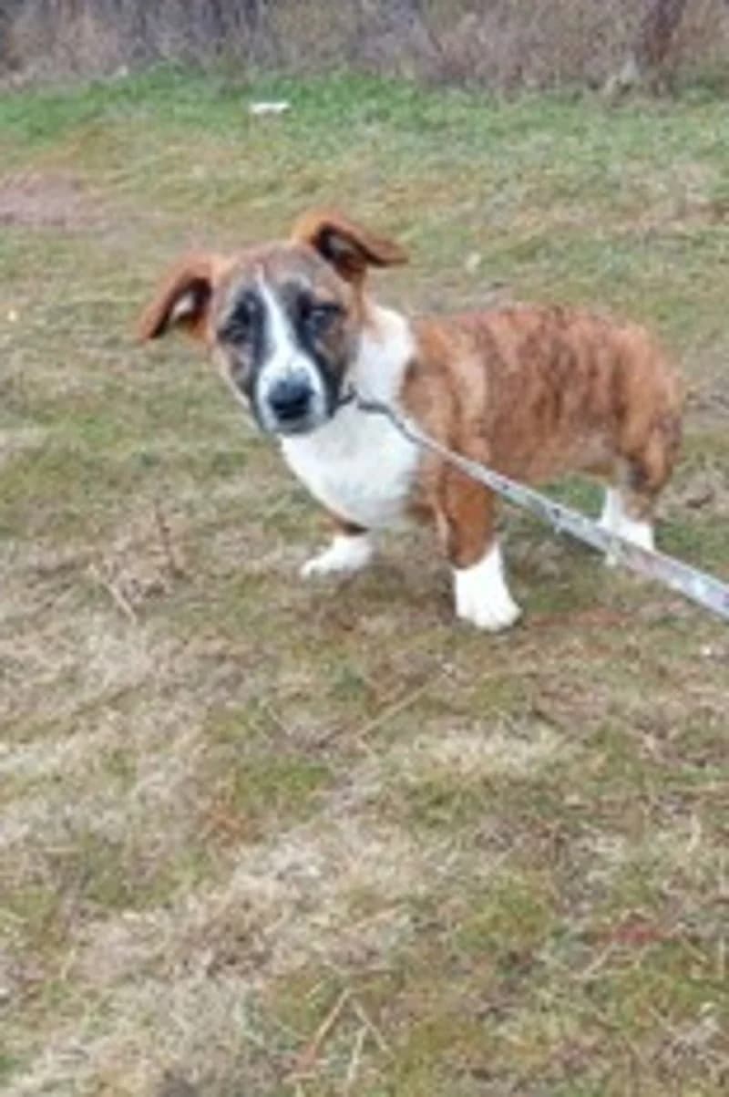 MARTY, male puppy Mixed Breed for adoption at Stichting NKM Dog & Cat Rescue Team, Tiel (NL-wide)