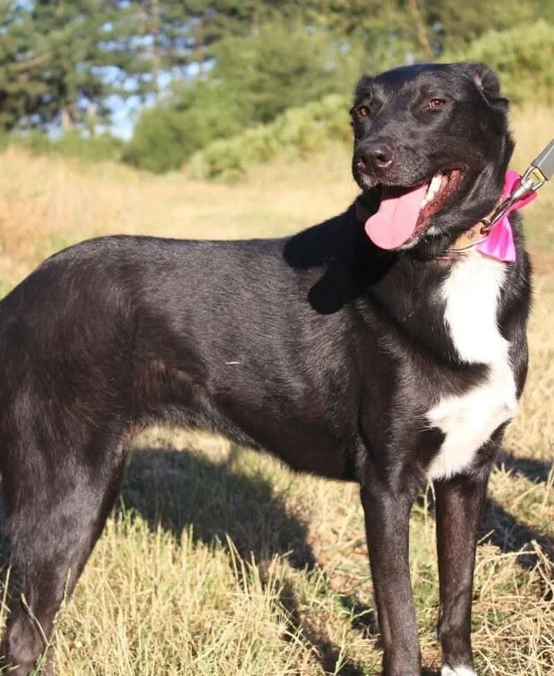 MAYA, female 5yo Mixed Breed for adoption at Stichting NKM Dog & Cat Rescue Team, Tiel (NL-wide)