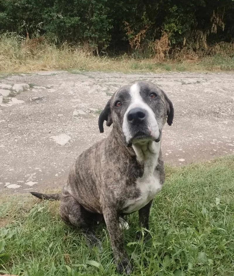 MAYA I, female 6yo Mixed Breed for adoption at Stichting NKM Dog & Cat Rescue Team, Tiel (NL-wide)