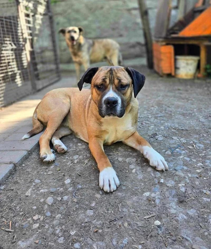MILA, female 3yo Mixed Breed for adoption at Stichting NKM Dog & Cat Rescue Team, Tiel (NL-wide)