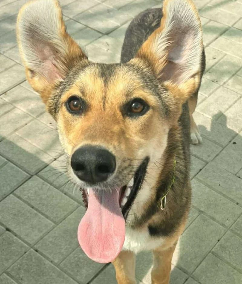 MILA, female young Mixed Breed for adoption at Stichting NKM Dog & Cat Rescue Team, Tiel (NL-wide)