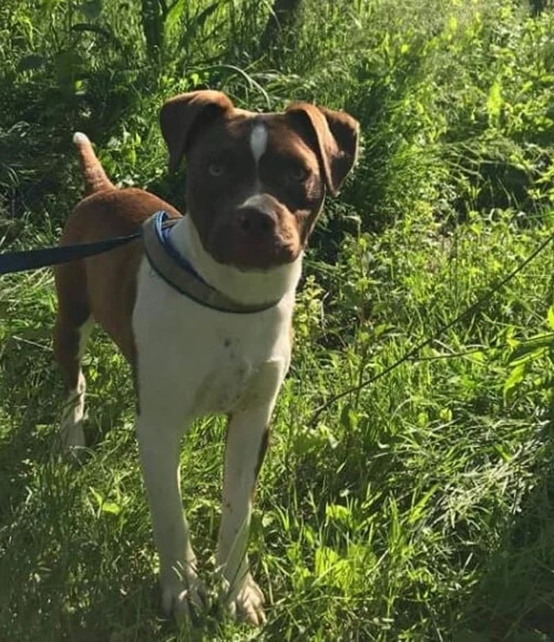 MILO, male 4yo Mixed Breed for adoption at Stichting NKM Dog & Cat Rescue Team, Tiel (NL-wide)
