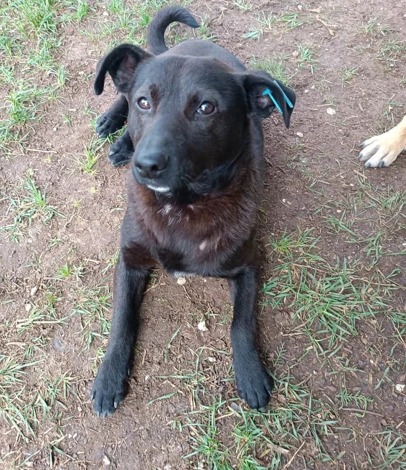 NICO, male 4yo Mixed Breed for adoption at Stichting NKM Dog & Cat Rescue Team, Tiel (NL-wide)