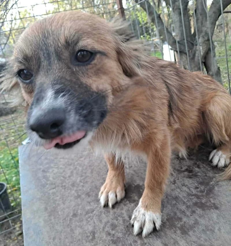 NINA, female young Mixed Breed for adoption at Stichting NKM Dog & Cat Rescue Team, Tiel (NL-wide)